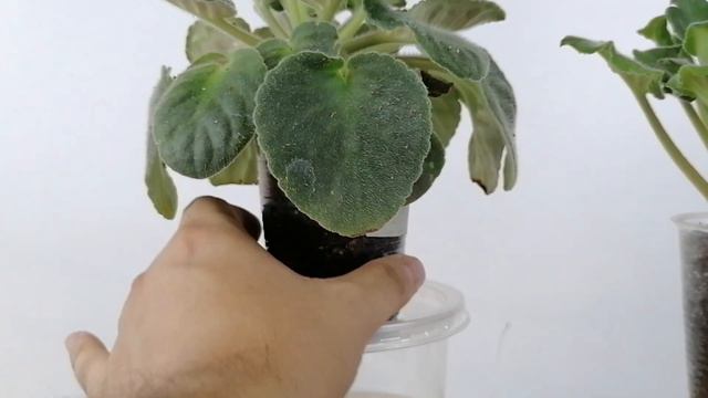 violetas africanas hojas marrones CHUYITO JARDINERO смотреть онлайн