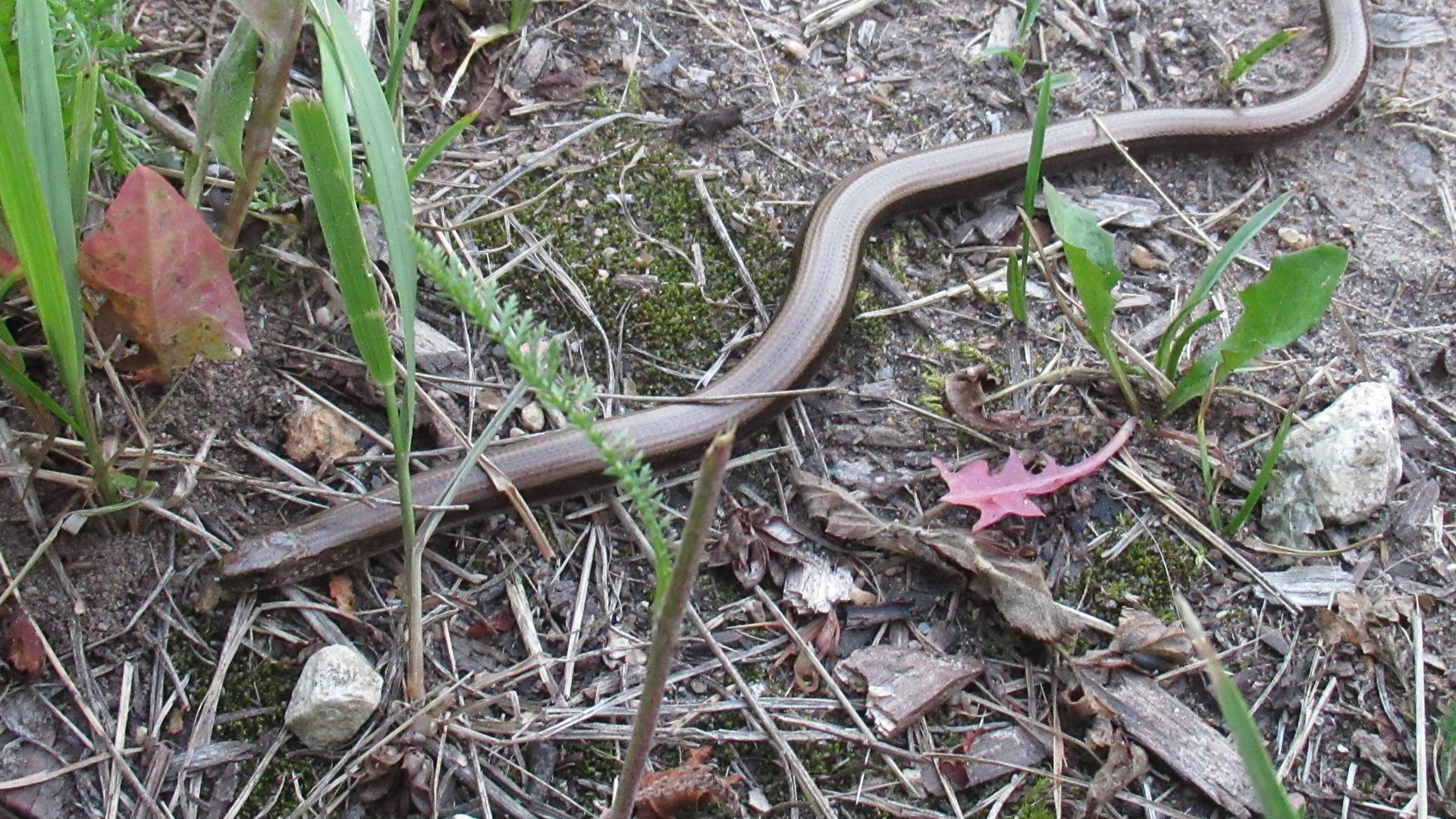 Безногая ящерица - веретеница смотреть онлайн