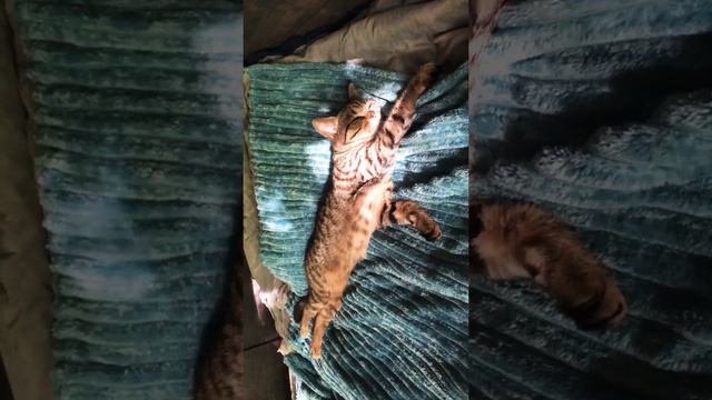 Кошатанька спит :) | Безмятежный кошачий сон смотреть онлайн