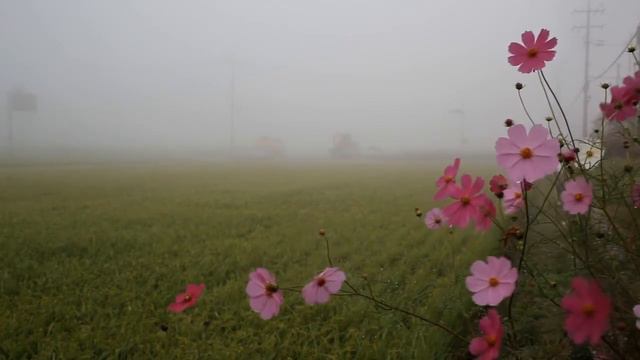 Cosmos Pink Flowers Rain and Relaxing Music 🎶 смотреть онлайн