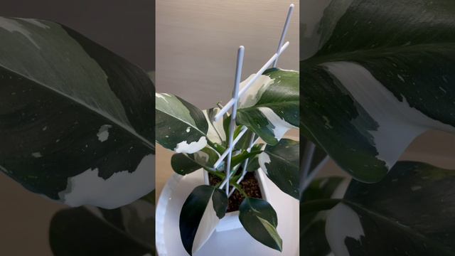 Филодендрон Вайт Визард 14.06.23 смотреть онлайн