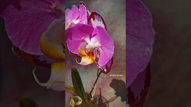 Phal. MP-25 от садовника SonYa 🌸 Яркая крупноцветковая орхидея бабочка из Тайваня 🥰 смотреть онлайн