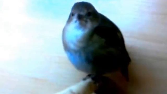 Славка садовая Sylvia Borin.