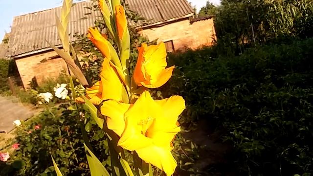 Роза Толбиак,Дукат,Барок,Чери гел,гладиолусы,клематисы цветут. смотреть онлайн