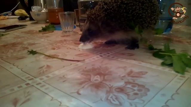 Забавные зверюшки. Ёжик / Funny little animals. hedgehog смотреть онлайн