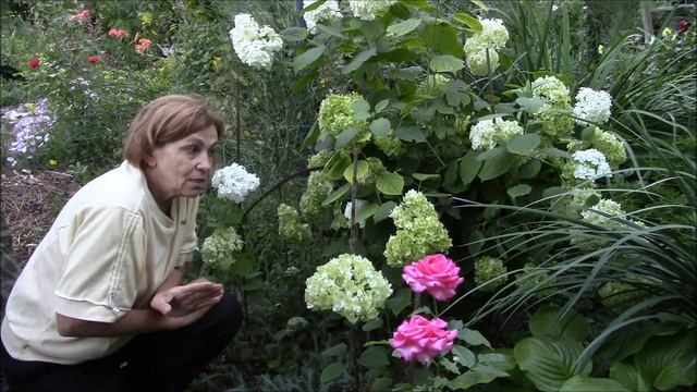 Гортензия древовидная. Обман торговки! смотреть онлайн