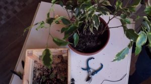 Плетение фикуса бенджамина. Как плести фикус косичкой. Плетение фикуса в домашних условиях.