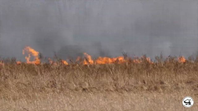 Горит сейчас: Москворецкий пойменный заказник смотреть онлайн