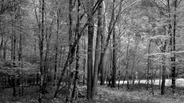 They Say That the Plants Do Not Speak by Rosalía de Castro смотреть онлайн