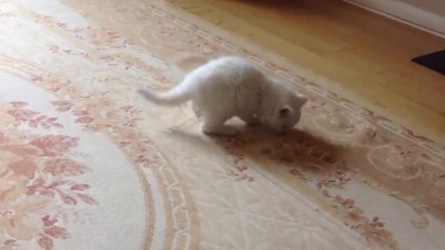 Casper's wonderland in Temple Mill Island - 231113 смотреть онлайн