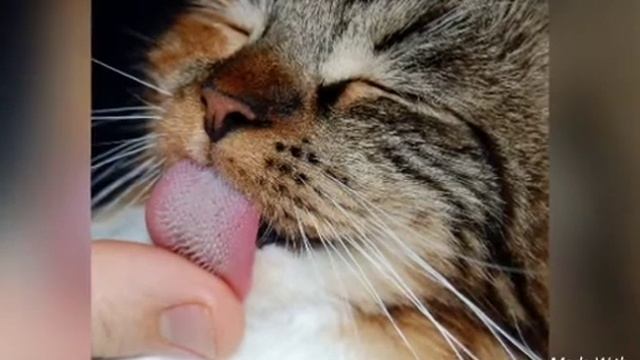 Почему котик ест дождик? смотреть онлайн