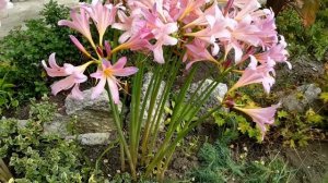 Ликорис чешуйчатый или Амарилис  белодонна.... завораживает взор прекрасными цветами.