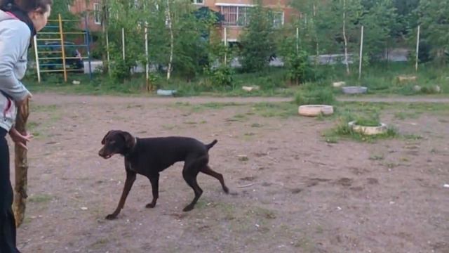 Собака, палка и Наташа смотреть онлайн