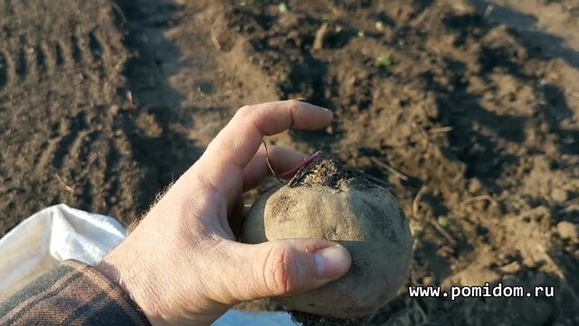 Как вывести новый сорт редиса? Морковь и Свёкла сажаем на семена. Редис на семена. Почва корнеплодо смотреть онлайн