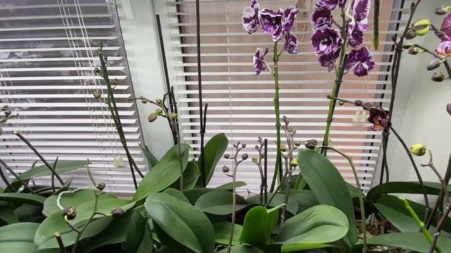 ДЕЛЮСЬ ОПЫТОМ максимально легким уходом содержанию большой коллекции орхидей ПРИ МИНИМАЛЬНЫХ УСИЛИЯ смотреть онлайн