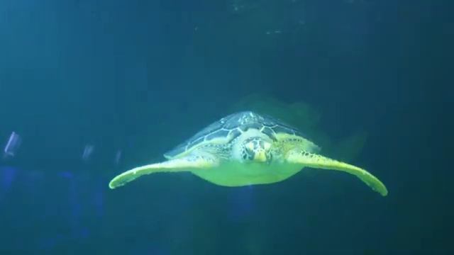 Aquarium 4K VIDEO (ULTRA HD) - Coral Reefs, Fish & Colorful Sea Life - Reduce Stress And Anxiety смотреть онлайн