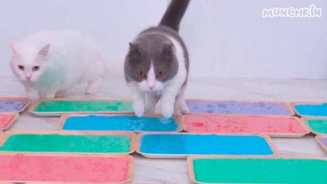 Do Kittens Like Ball Pits? | Compilation смотреть онлайн
