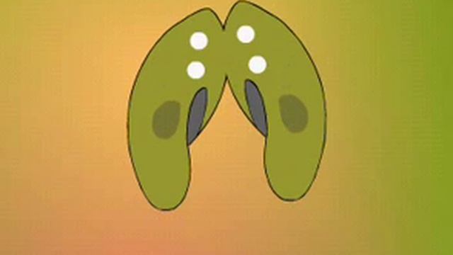 Половое размножение инфузорий.avi смотреть онлайн