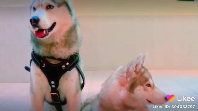 бублик и бандит говорят по алфавиту смотреть онлайн