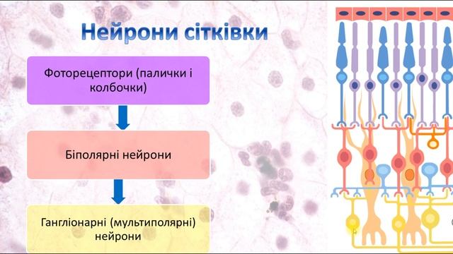 Органи чуття, частина 2. Орган зору. Гістологія смотреть онлайн