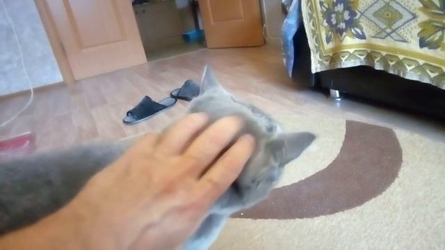 2723 Глажу котика британская порода кот трубой хвост социальное животное радуется мяукает пять 5 ле