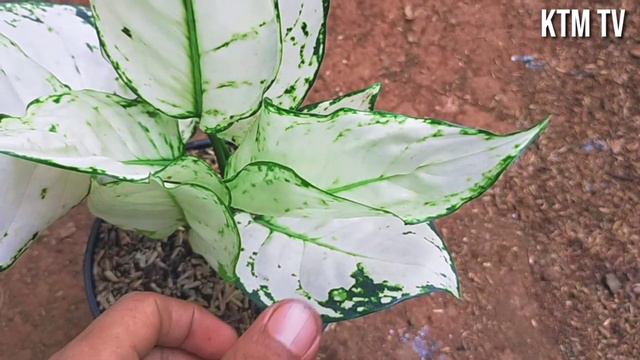 Aglaonema Super White / Aglonema Import Murah