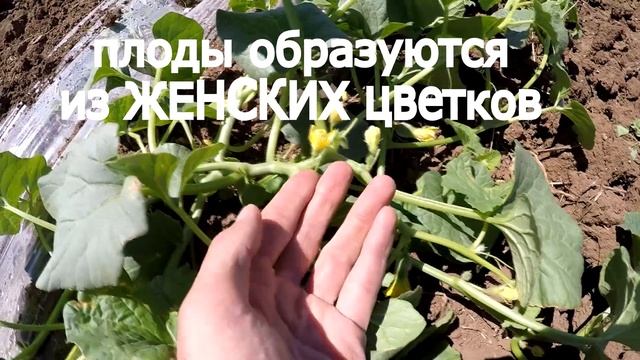 Дыня - серия 7. Цветение. Опыление. Завязь. Мужские и женские цветки на дыне. смотреть онлайн