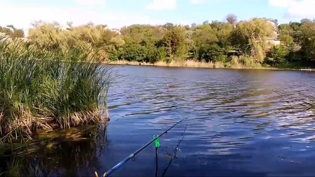 Дикий карп "сазан" на кукурузу на поплавок смотреть онлайн