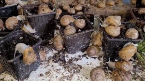 Разведение улиток.Сколько времени проходит инкубационный период у улитки.