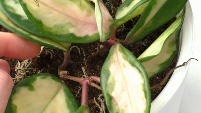 Комнатные растения / И снова новинки Антуриум Зизу, Оксалис /House Plants / смотреть онлайн