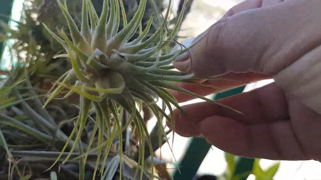 tillandsias🦋🐛🇪🇸 смотреть онлайн