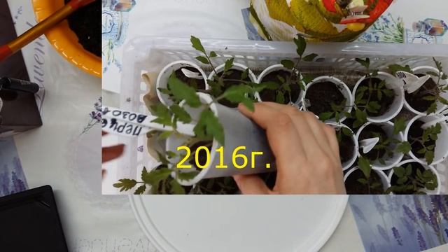 Этап 2. Уход за рассадой томатов. смотреть онлайн