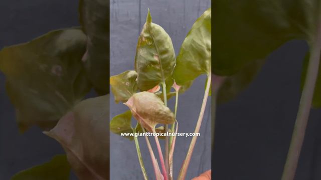 🪴 Syngonium Strawberry Ice Galaxy | Www.gianttropicalnursery.com | #syngoniums #plantlover #flowers