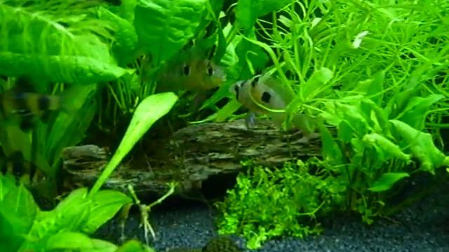 Fishtank,Рыбки,боливийские бабочки выясняют отношения,аквариум 120 литров