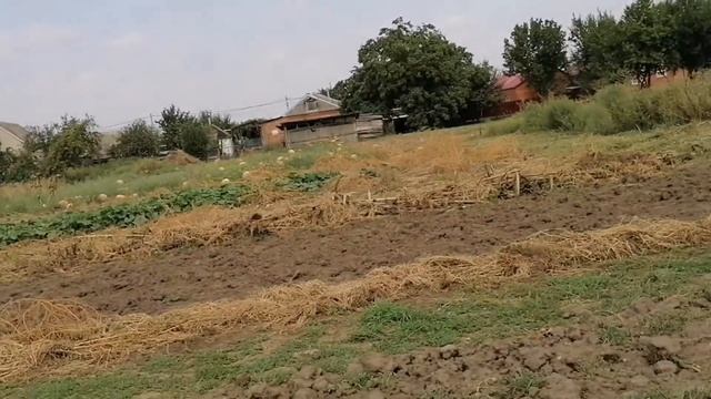 #россия#конецлета# как выросли цветные бройлеры Передавали осень на завтра. смотреть онлайн