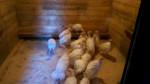 Переселение индюшат Relocation of turkeys смотреть онлайн