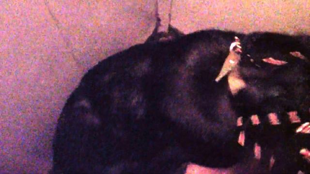 Ежевика 1allbestdog.ru