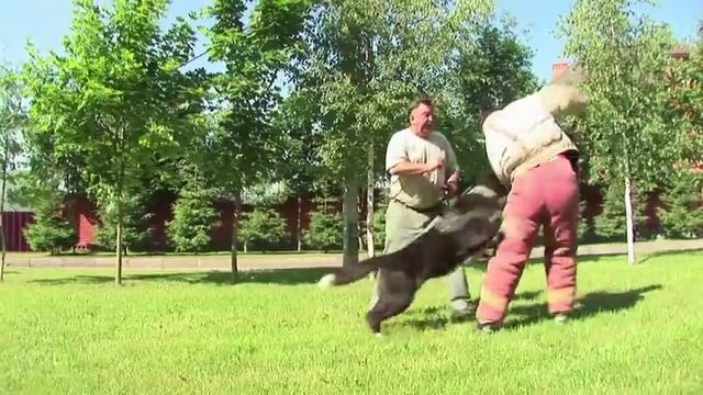 American Akita in Action (Американская акита в действии) смотреть онлайн