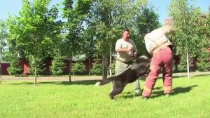 American Akita in Action (Американская акита в действии)