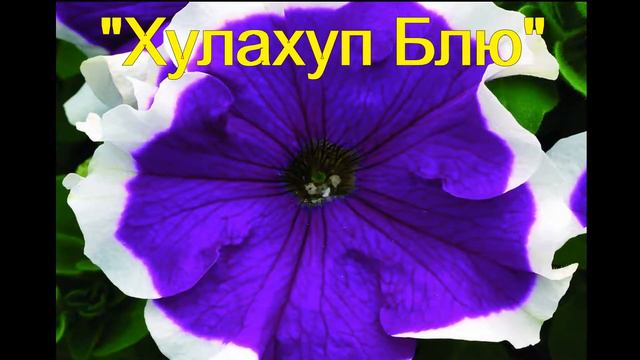 Петунии 1 часть смотреть онлайн