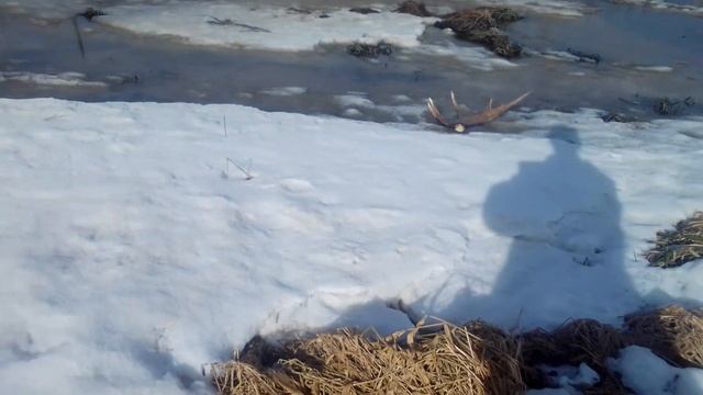 Свежий рог лося на льду смотреть онлайн