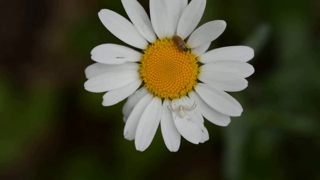 На цветах лесной ромашки смотреть онлайн