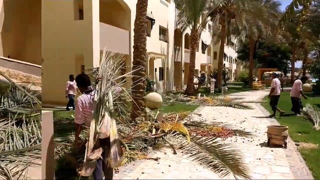 Сбор фиников в отеле NUBIA AQUA BEACH RESORT.Египет. как собирают финики. смотреть онлайн