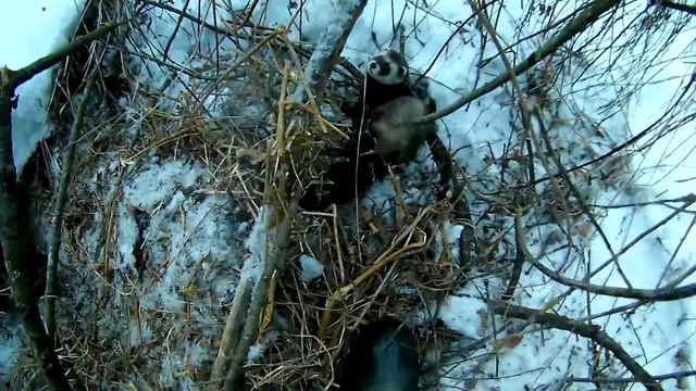 ХОРЬ В КАПКАНЕ!!\ОХОТА НА ХОРЯ!!\ЖИВОЙ ХОРЬ\Hunting polecat!!\ferret!! смотреть онлайн