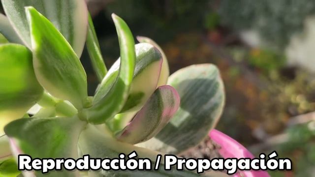 CRASSULA OVATA TRICOLOR | Variegata смотреть онлайн