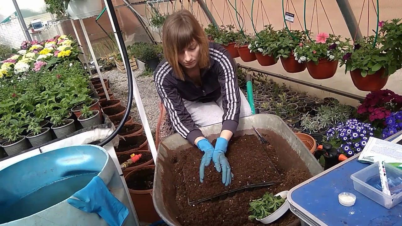 Качественный лист на рассаде огурца - это просто! Мой метод. смотреть онлайн