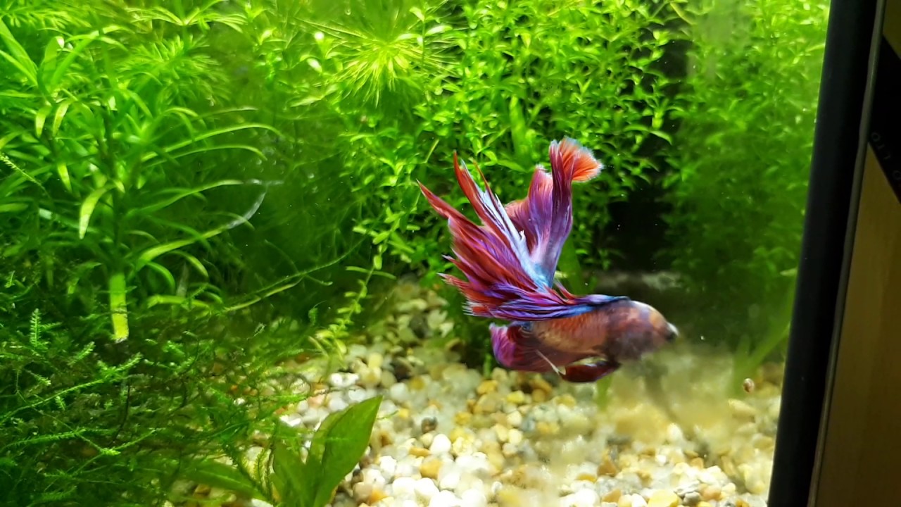 5. Аквариум своими руками. Как правильно сделать аквариум для петушков. смотреть онлайн