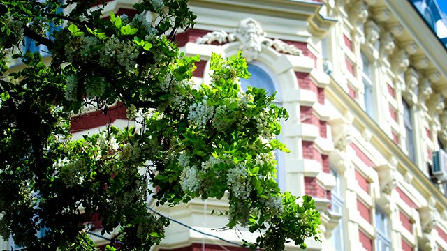 Людмила Сенчина - "Белой акации гроздья душистые" смотреть онлайн