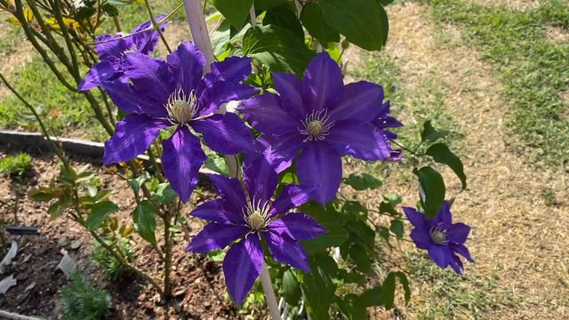 Lasurstern Clematis 2022 смотреть онлайн