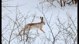 Охота на зайца. Выпал долгожданный снег. Тропление зайца. Тоз - 34